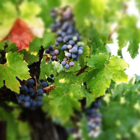 Churon Inn Winery Temecula Zewnętrze zdjęcie