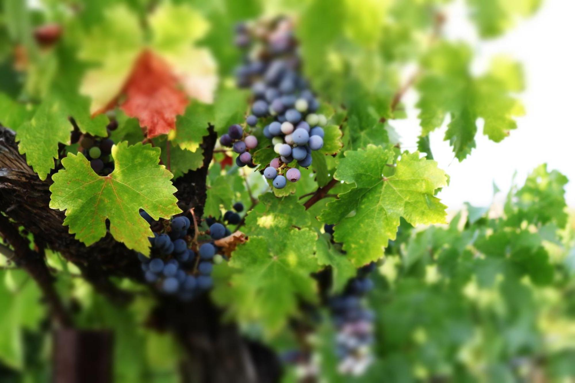 Churon Inn Winery Temecula Zewnętrze zdjęcie